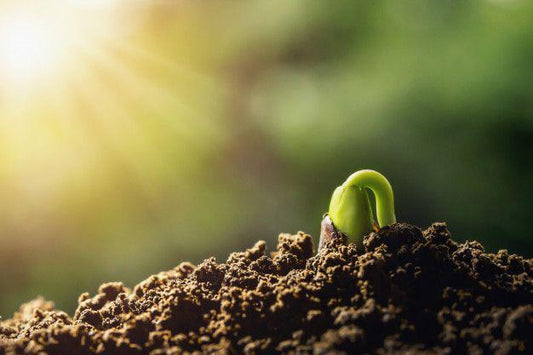 The Importance of a Home Garden and the Role of Eco-Friendly Fertilizers