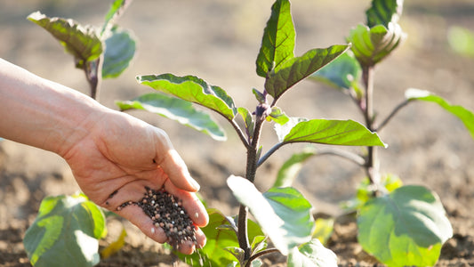 10 Reasons Why Organic Fertilizers Are Essential for Long-Term Soil Health and Sustainability