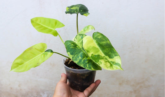 The Basics of Growing Philodendrons: A Beginner’s Guide